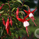 Fuchsia 'Madame Cornelissen' GM P9