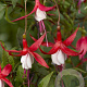 Fuchsia 'Madame Cornelissen' GM P9