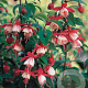 Fuchsia 'Madame Cornelissen' GM P9