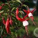Fuchsia 'Madame Cornelissen' GM P9