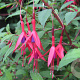Fuchsia magellanica gracilis GM P9