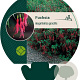 Fuchsia magellanica gracilis GM P9