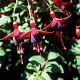 Fuchsia 'Mrs Popple' GM P9
