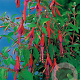 Fuchsia 'Riccartonii' GM P9