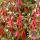 Fuchsia 'Riccartonii' GM P9
