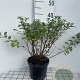 Spiraea betulifolia 'Tor' 30-40 cm 3,0L