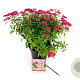 Spiraea jap. 'Anthony Waterer' 25-30 cm 3,0L