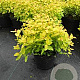 Spiraea jap. 'Golden Princess' 25-30 cm 3,0L