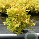 Spiraea jap. 'Golden Princess' 25-30 cm 3,0L