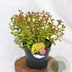 Spiraea jap. 'Goldflame' 30-40 cm 3,0L