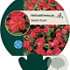 Helianthemum 'Amabile Plenum' GM P9