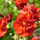 Helianthemum 'Amabile Plenum' GM P9