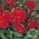Helianthemum 'Amabile Plenum' GM P9