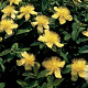 Hypericum calycinum GM P9