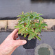 Hypericum calycinum GM P9