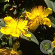 Hypericum calycinum GM P9