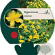 Hypericum calycinum GM P9