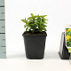 Hypericum calycinum GM P9