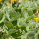 Hypericum elodes GM P9