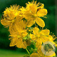 Hypericum perforatum GM P9