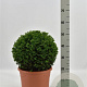 Taxus baccata 45 cm container bol