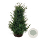 Taxus baccata 100-120 cm met kluit extra