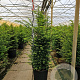 Taxus baccata 100-125 cm 25L