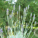 Lavandula 'Lantana' GM P9