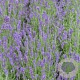 Lavandula angustifolia GM P9