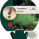 Lavandula angustifolia GM P9