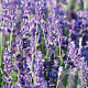 Lavandula angustifolia 'Royal Blue' GM P9