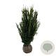 Taxus media 'Hillii' 120-140 cm met kluit extra