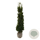 Taxus media 'Viridis' 140-160 cm met kluit extra