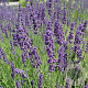 Lavandula ang. 'Dwarf Blue' GM P9