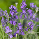 Lavandula ang. 'Dwarf Blue' GM P9