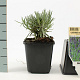 Lavandula ang. 'Dwarf Blue' GM P9