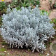 Lavandula latifolia GM P9