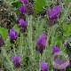 Lavandula stoechas GM P9