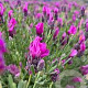 Lavandula stoechas 'Papillon' GM P9