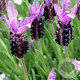 Lavandula stoechas pedunculata GM P9
