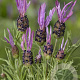 Lavandula stoechas pedunculata GM P9