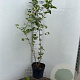 Viburnum opulus 100-125 cm 7,5L solitair