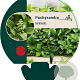 Pachysandra terminalis GM P9