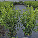 Viburnum tinus 80-100 cm 10L