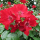 Rosa (H) 'Kormax' 10-15 cm C1.5