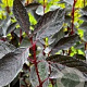 Cornus alba Nightfall 50-60 cm 3,0L