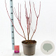 Cornus alba 'Sibirica' 60-80 cm 5,0L
