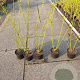 Cornus sericea 'Flaviramea' 80-100 cm 2,0L