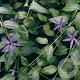 Vinca major GM P9