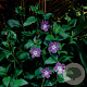 Vinca major GM P9